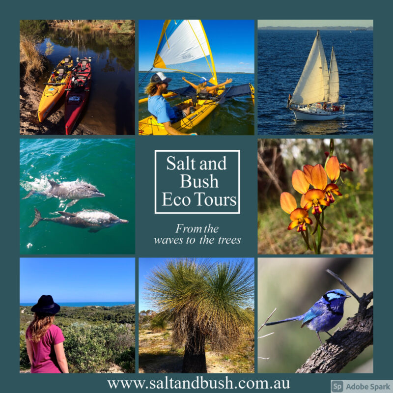 Collage of Salt and Bush Eco Tours including dolphins and birds grass tree and sailing and kayaks