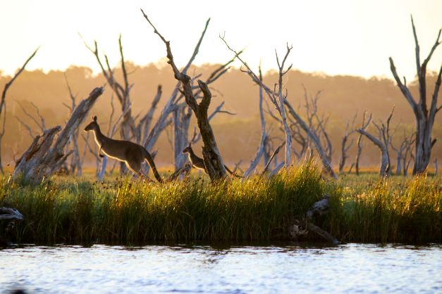 two kangaroos bounding in the late afternoon sunlight on the edge of a river