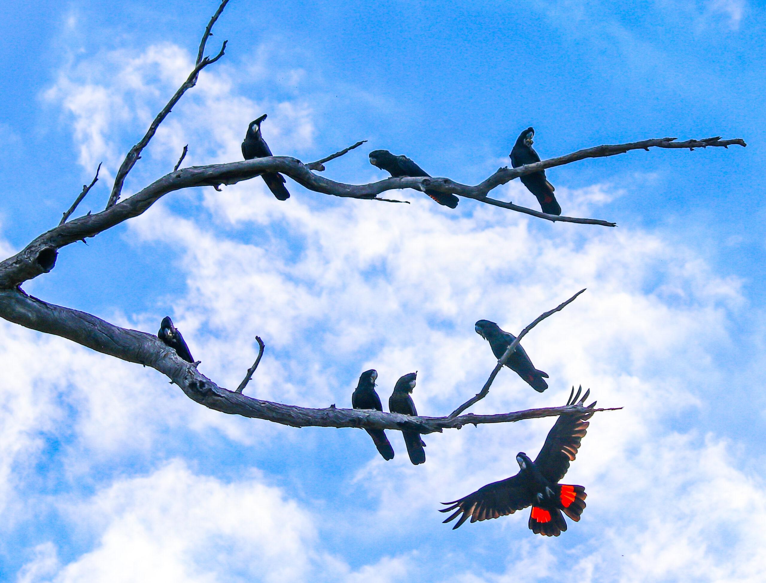 Red tailed black cockatoos in a tree with blue sky background