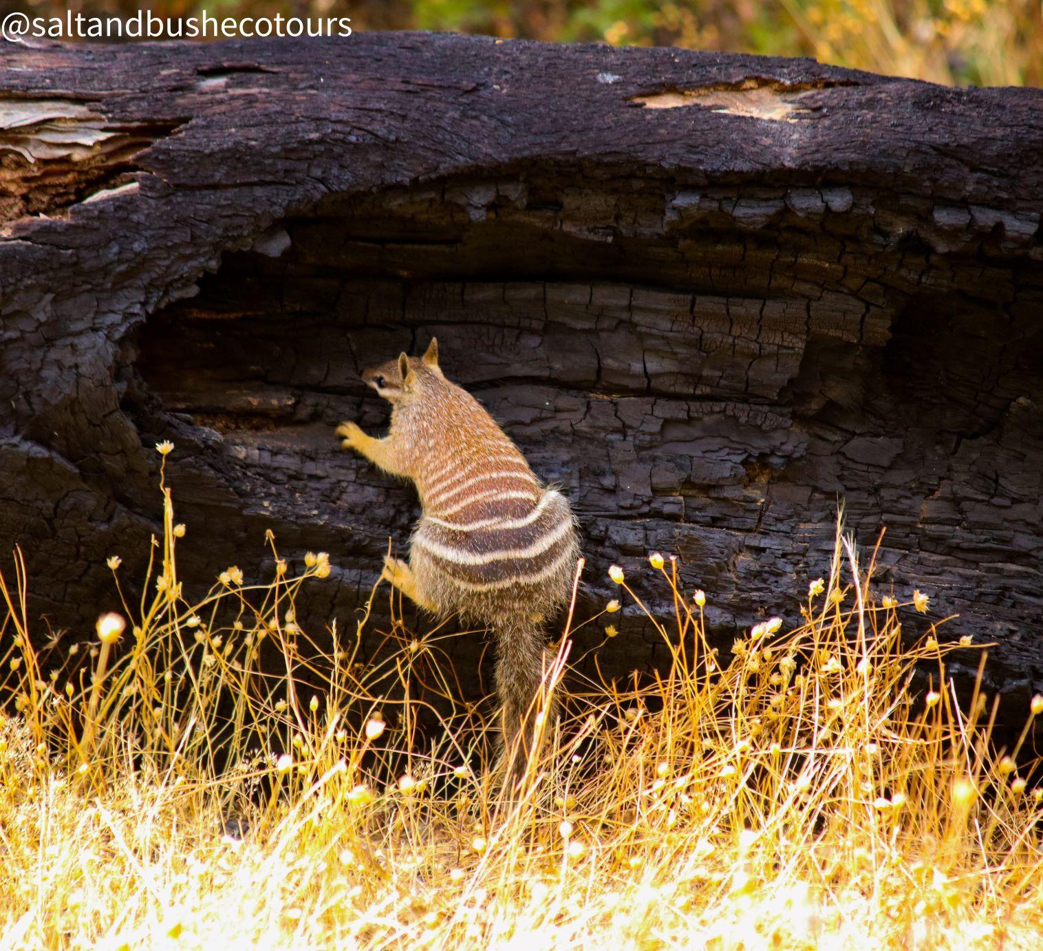 A numbat from behind, stripes on a small marsupial