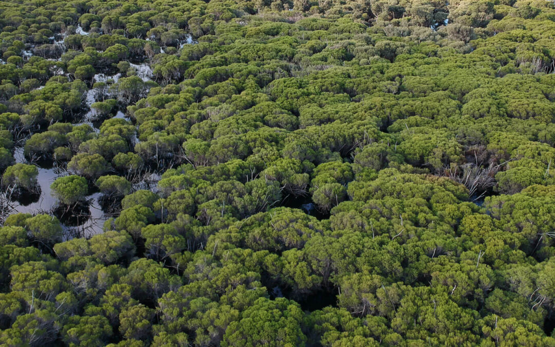 View of a wetland with lots of vegetation from above.