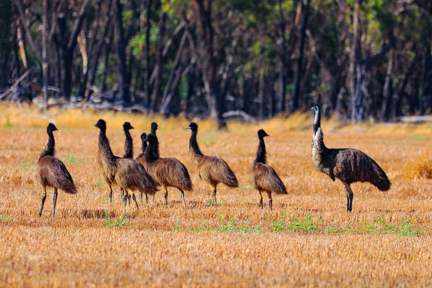 Family of Emus
